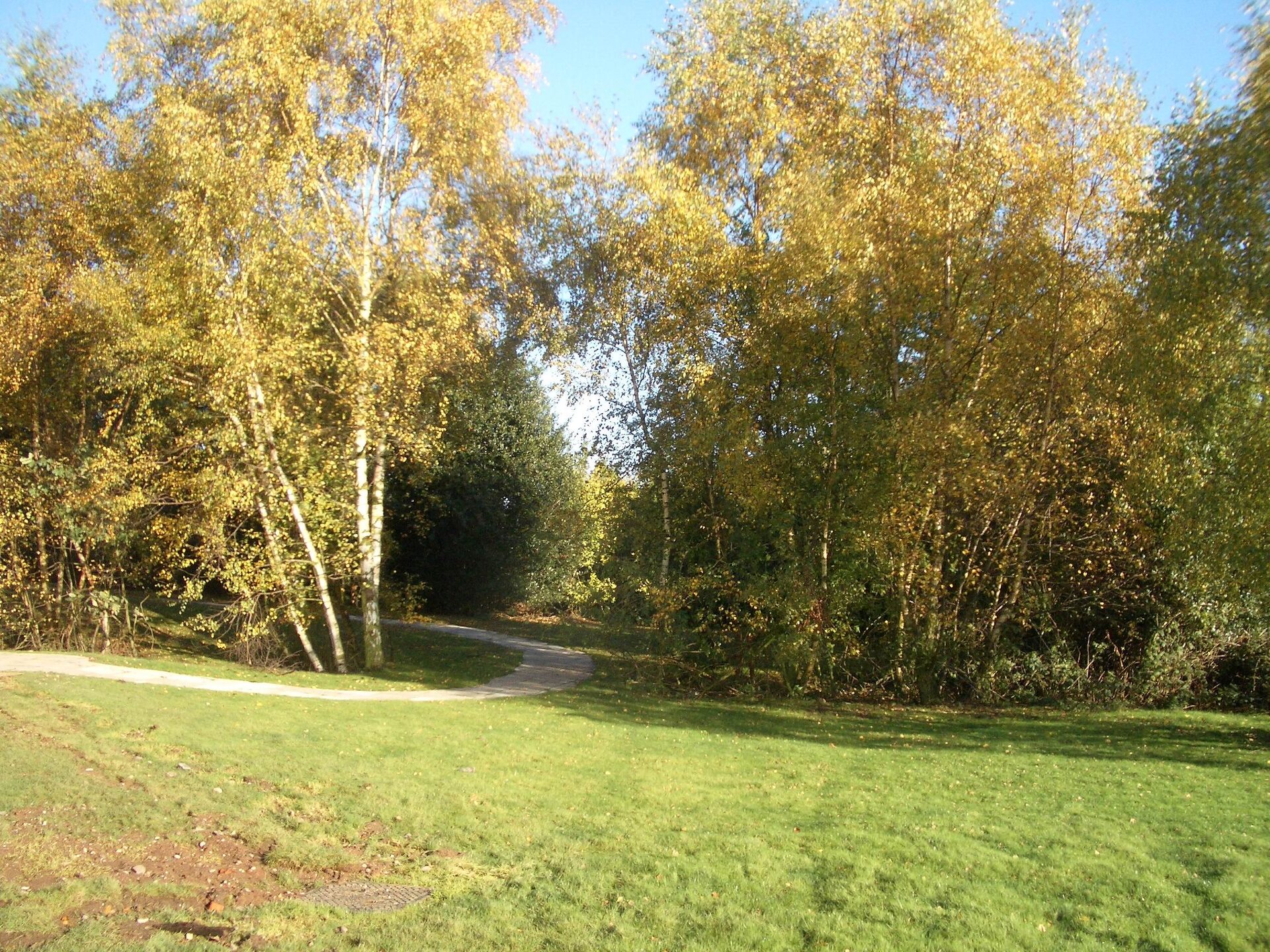 Autumn garden walk through silver birches in the grounds at Aldridge Court